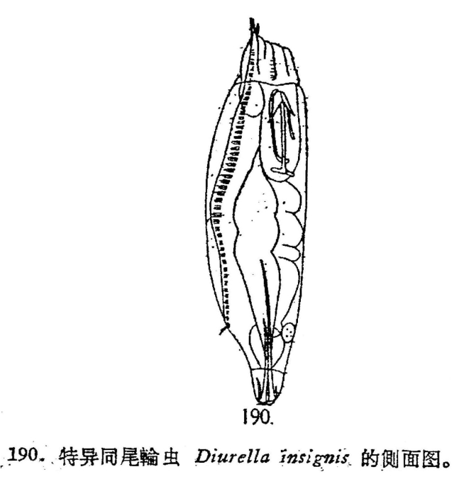Trichocerca insignis Trichocerca insignis
