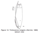 Trichocerca insignis