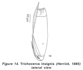 Trichocerca insignis