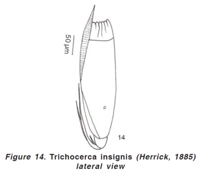 Trichocerca insignis Trichocerca insignis