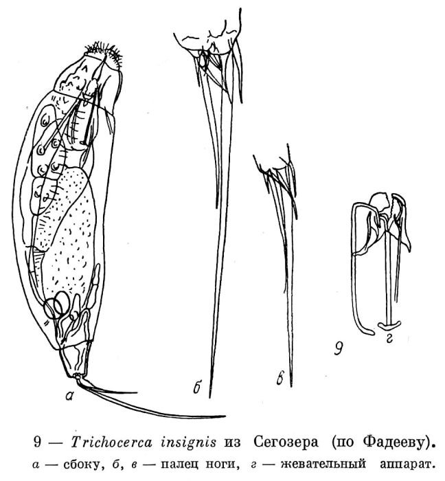 Trichocerca insignis Trichocerca insignis