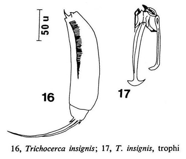 Trichocerca insignis Trichocerca insignis