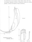 Trichocerca insignis