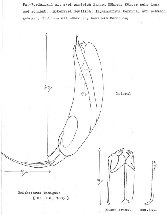 Trichocerca insignis Trichocerca insignis