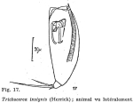 Trichocerca insignis