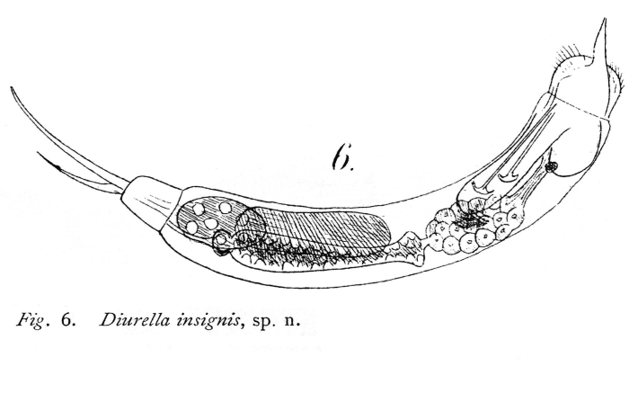 Trichocerca insignis - Original description image