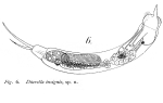 Trichocerca insignis