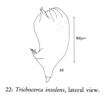 Trichocerca insolens