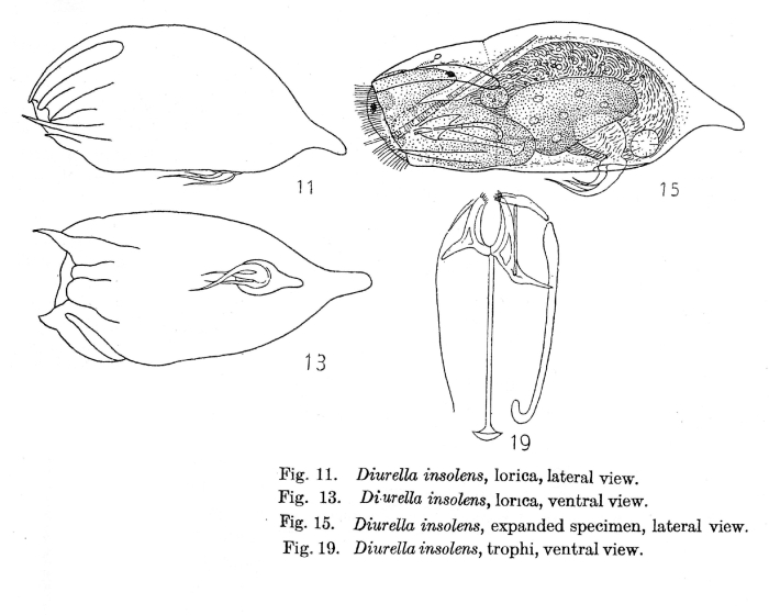 Trichocerca insolens - Original description image