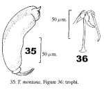 Trichocerca insulana