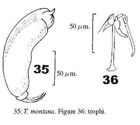 Trichocerca insulana Trichocerca insulana