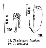 Trichocerca insulana