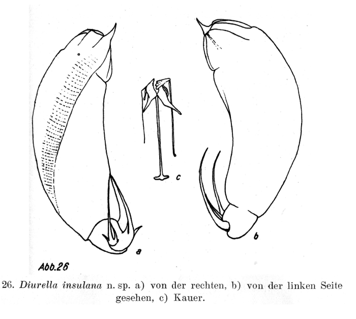 Trichocerca insulana - Original description image