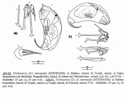 Trichocerca intermedia