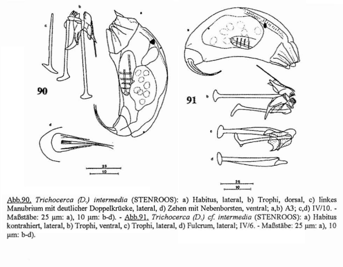 Trichocerca intermedia Trichocerca intermedia