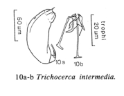 Trichocerca intermedia
