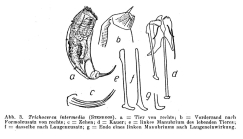 Trichocerca intermedia