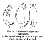 Trichocerca intermedia