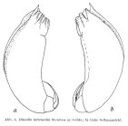 Trichocerca intermedia