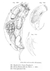 Trichocerca intermedia