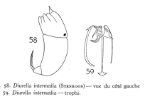Trichocerca intermedia