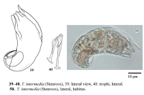 Trichocerca intermedia