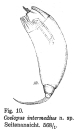 Trichocerca intermedia