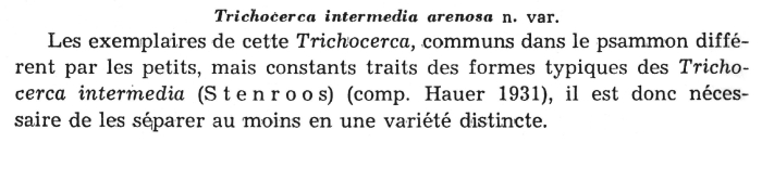Trichocerca intermedia var. arenosa Trichocerca intermedia var. arenosa