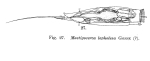 Trichocerca jenningsi