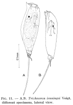 Trichocerca jenningsi