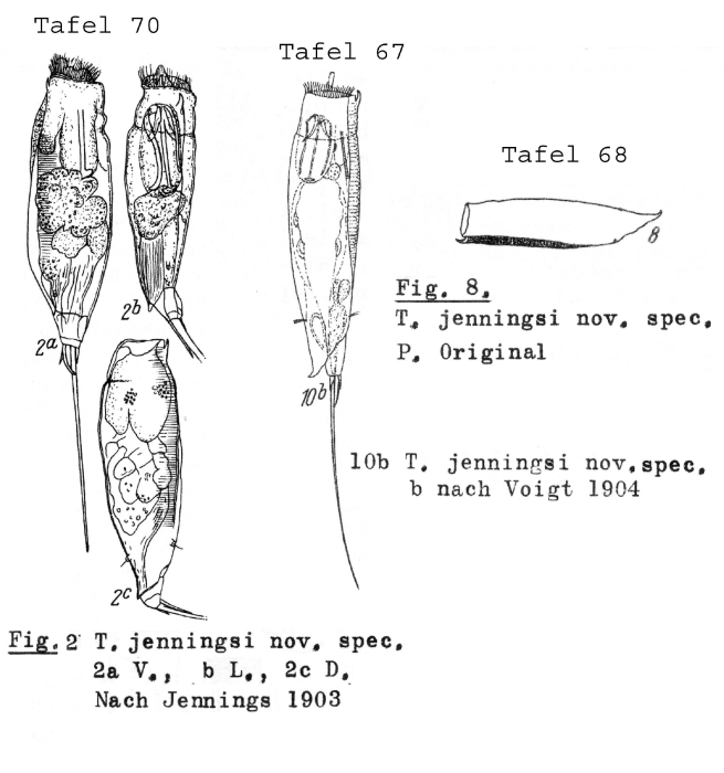 Trichocerca jenningsi - Original description image