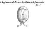 Trichocerca joblotii