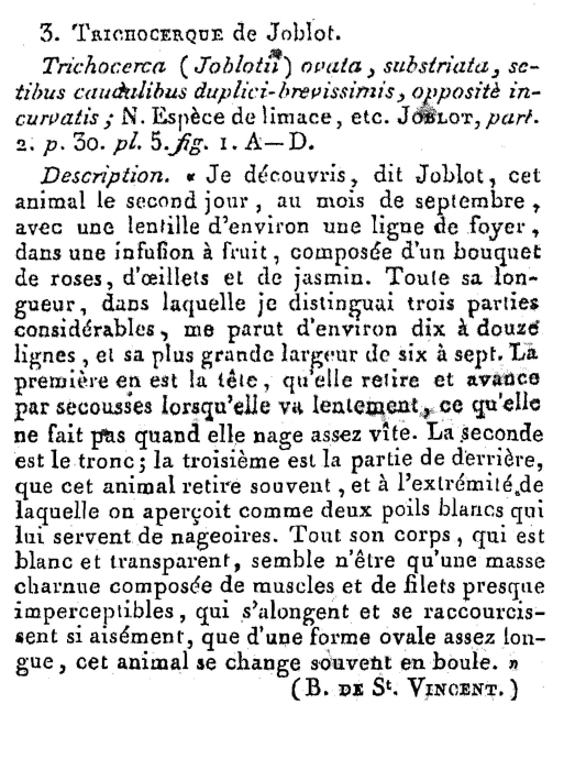 Trichocerca joblotii - Original description image