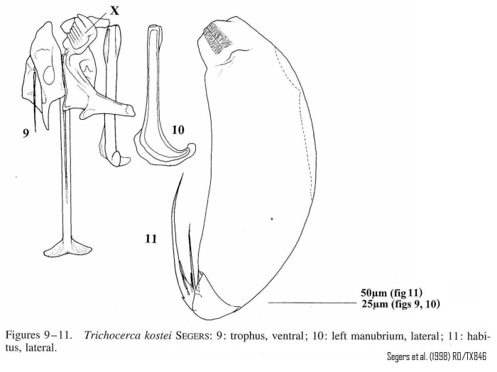 Trichocerca kostei Trichocerca kostei