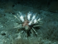 Echinodermata (echinoderms)