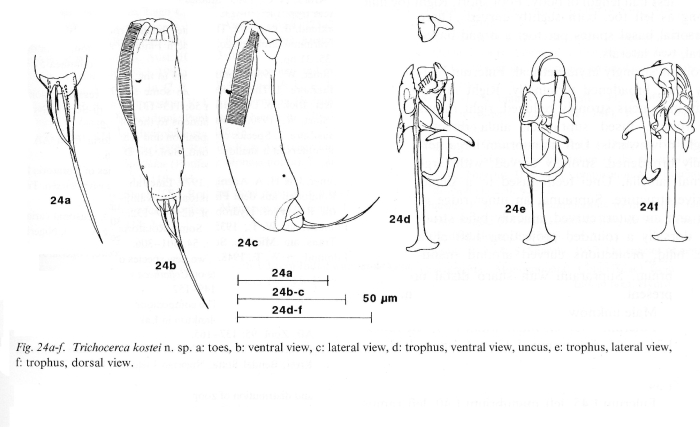 Trichocerca kostei - Original description image