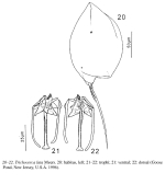 Trichocerca lata