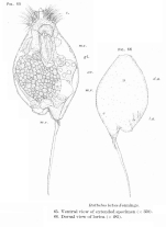 Trichocerca lata