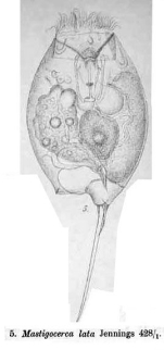 Trichocerca lata