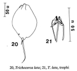 Trichocerca lata