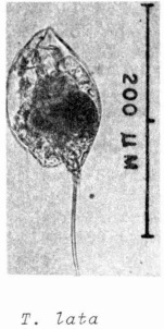 Trichocerca lata