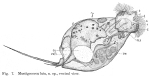 Trichocerca lata