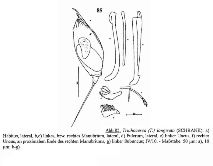 Trichocerca longiseta Trichocerca longiseta