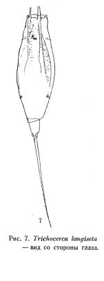 Trichocerca longiseta