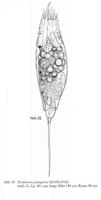 Trichocerca longiseta Trichocerca longiseta