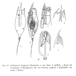 Trichocerca longiseta