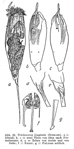 Trichocerca longiseta