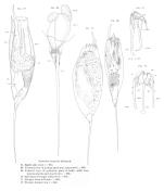 Trichocerca longiseta