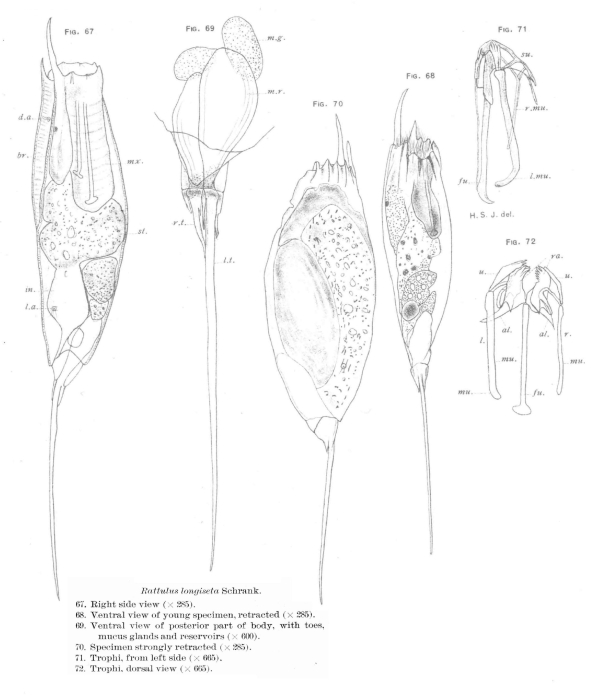 Trichocerca longiseta Trichocerca longiseta
