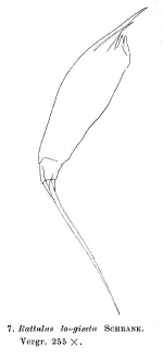 Trichocerca longiseta